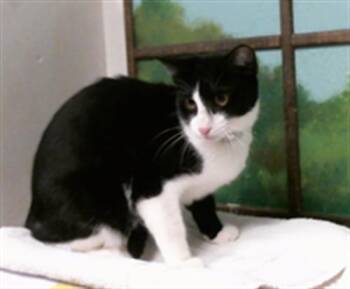 SERAPHINA -  Domestic Short Hair Cat for Adoption in Houston, Texas - SERAPHINA | PetCurious