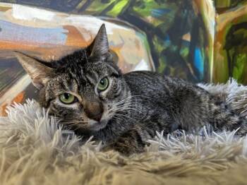 Domestic Short Hair Cats Available for Adoption in Santa Clara, California - JUNE | PetCurious