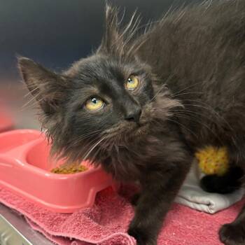 Jack -  Domestic Medium Hair Cat for Adoption in East Hanover, New Jersey - Jack | PetCurious