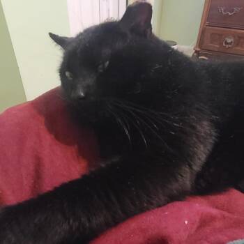 Domestic Short Hair Cats Available for Adoption - 0226-34 Waldo | PetCurious