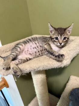 *Livorno -  Domestic Short Hair Cat for Adoption in Newnan, Georgia - *Livorno | PetCurious