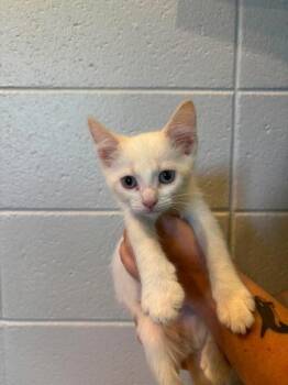Domestic Medium Hair and Domestic Short Hair Cats Available for Adoption in Paducah, Kentucky - Peaches Jr | PetCurious