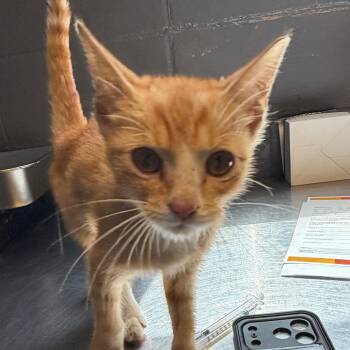 TUSC-Stray-85841 -  Domestic Short Hair Cat for Adoption in Tuscaloosa, Alabama - TUSC-Stray-85841 | PetCurious