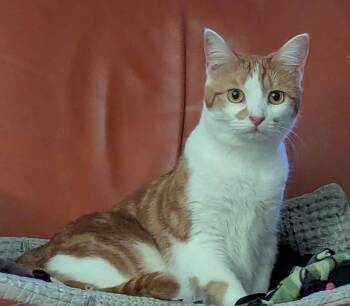 Domestic Short Hair Cats Available for Adoption in Evanston, Illinois - Bellini | PetCurious