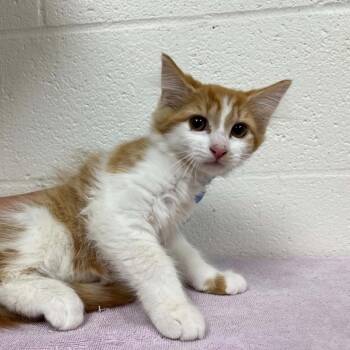 Reef -  Domestic Medium Hair Cat for Adoption in Harrisonburg, Virginia - Reef | PetCurious