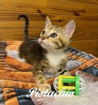 Pistachio -  Calico and Tabby Cat for Adoption in Southern Pines, North Carolina - Pistachio | PetCurious