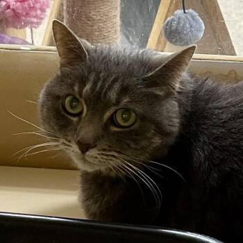 Starlet -  Domestic Short Hair Cat for Adoption in Brevard, North Carolina - Starlet | PetCurious