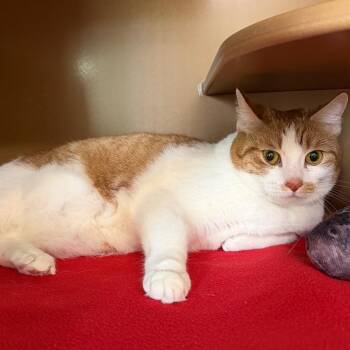 Domestic Short Hair Cats Available for Adoption in Middlebury, Vermont - Lala | PetCurious