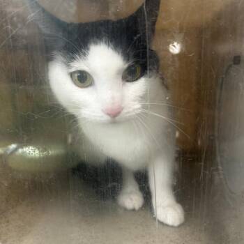 Tamara -  Domestic Short Hair Cat for Adoption in Philadelphia, Pennsylvania - Tamara | PetCurious
