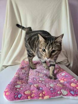 Domestic Short Hair Cats Available for Adoption in Wheaton, Illinois - Artemis | PetCurious