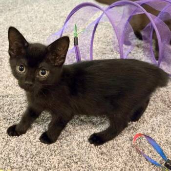 Georgio Armani -  Domestic Short Hair Cat for Adoption in Fairway, Kansas - Georgio Armani | PetCurious