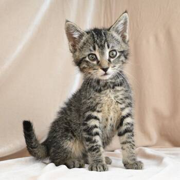 Keanu -  Domestic Short Hair Cat for Adoption in Mobile, Alabama - Keanu | PetCurious