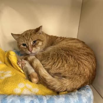 Domestic Short Hair Cats Available for Adoption in Oak Brook, Illinois - Peter | PetCurious
