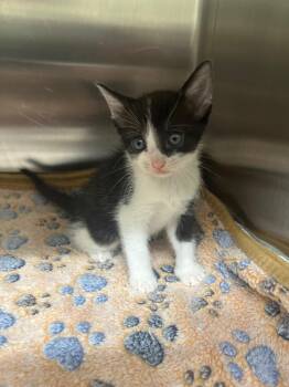 Domestic Short Hair Cats Available for Adoption in Kemp, Texas - Crumble | PetCurious