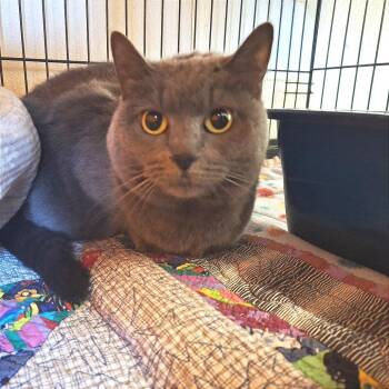 Little Bird -  Russian Blue Cat for Adoption in Albert Lea, Minnesota - Little Bird | PetCurious