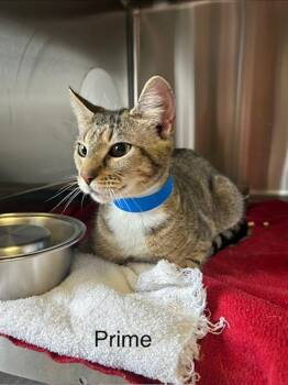 Domestic Short Hair Cats Available for Adoption - Prime | PetCurious