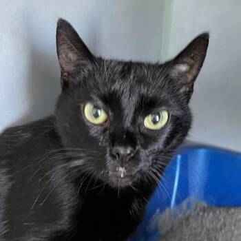 Domestic Short Hair Cats Available for Adoption - Budgie | PetCurious