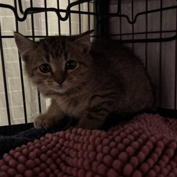 Puma -  Domestic Short Hair Cat for Adoption in Prince Frederick, Maryland - Puma | PetCurious