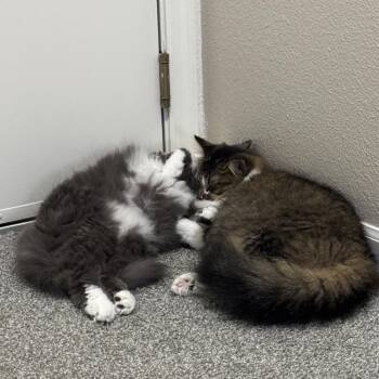 Domestic Long Hair Cats Available for Adoption in Huntsville, Alabama - Thimble | PetCurious