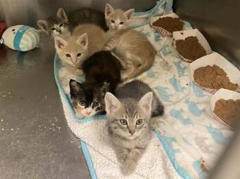 MINDY -  Domestic Short Hair Cat Available for Adoption in Tustin, California - MINDY | PetCurious