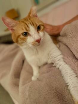 Rescue Domestic Short Hair Cats for Adoption in Emerald Isle, North Carolina - Zebulon | PetCurious