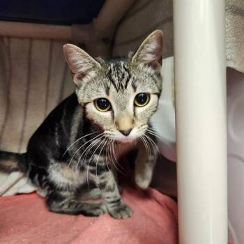 DAWN -  Domestic Short Hair Cat for Adoption - DAWN | PetCurious