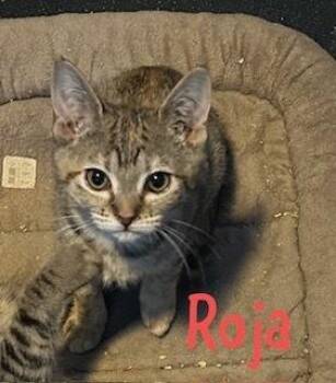 Roja -  Domestic Short Hair and Tabby Cat for Adoption in Ruskin, Florida - Roja | PetCurious