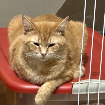 Cheese - orange girl -  Domestic Short Hair Cat for Adoption in Carmel, Indiana - Cheese - Orange Girl | PetCurious