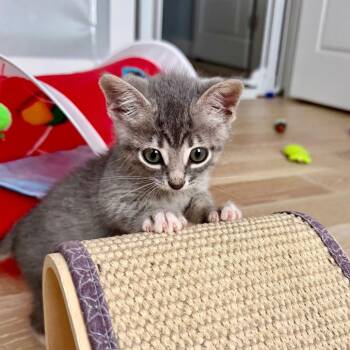 Gandalf 11 -  Domestic Short Hair Cat for Adoption in Austin, Texas - Gandalf 11 | PetCurious