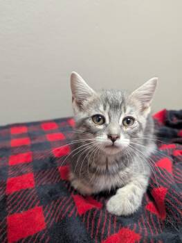 Tabitha -  Domestic Short Hair Cat for Adoption in Oconto, Wisconsin - Tabitha | PetCurious