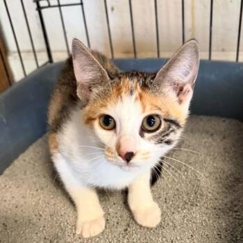 Peggy Sue -  Domestic Short Hair Cat for Adoption in Warrensburg, Missouri - Peggy Sue | PetCurious