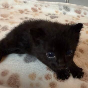 Dee-Oh-Gee -  Domestic Short Hair Cat for Adoption in Pauls Valley, Oklahoma - Dee-Oh-Gee | PetCurious