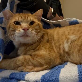 Domestic Short Hair Cats Available for Adoption in Pasadena, California - Dynamite | PetCurious