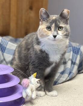 Rescue Dilute Calico Cats for Adoption in Columbus, Ohio - Carly | PetCurious