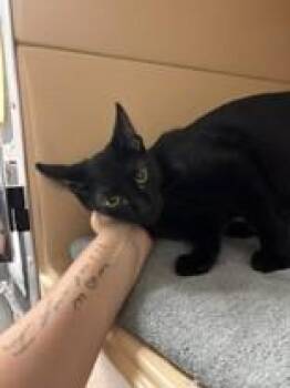 Fish -  Domestic Short Hair Cat for Adoption in Lake Tapwingo, Missouri - Fish | PetCurious