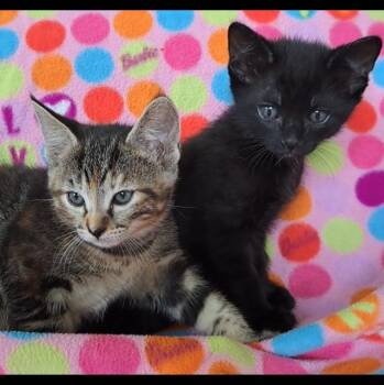 Millie and/or Mattie -  Domestic Short Hair Cat for Adoption in Cat Spring, Texas - Millie And/or Mattie | PetCurious