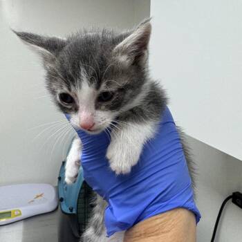 Domestic Short Hair Cats Available for Adoption - Anchor | PetCurious