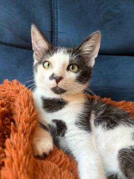Cow -  Domestic Short Hair Cat for Adoption in San Antonio, Texas - Cow | PetCurious