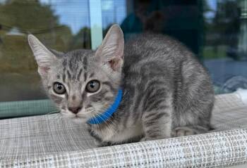 Dillon -  Domestic Short Hair Cat for Adoption in Kingsland, Georgia - Dillon | PetCurious