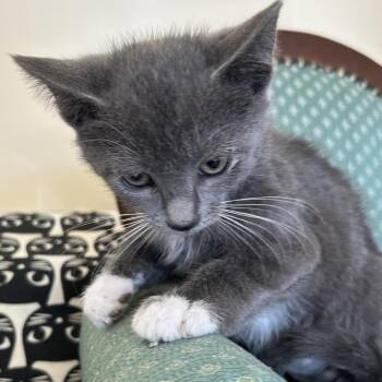 Domestic Short Hair Cats Available for Adoption in Park City, Utah - Rutabaga | PetCurious