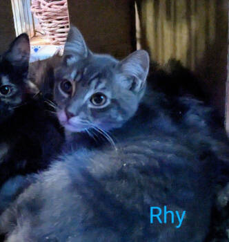 Rescue Domestic Short Hair Cats for Adoption in The Dalles, Oregon - Logan | PetCurious