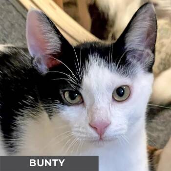 Rescue Domestic Short Hair Cats for Adoption in Toronto, Ontario - Bunty | PetCurious