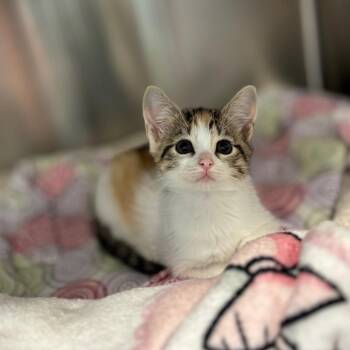 Cali -  Domestic Short Hair Cat for Adoption in Nashville, Indiana - Cali | PetCurious