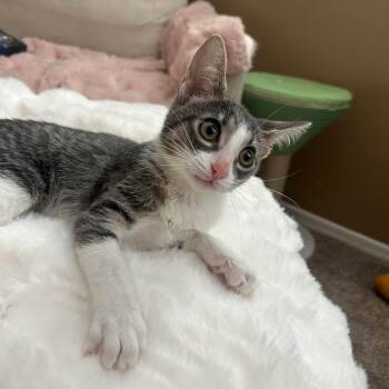 Valor -  Domestic Short Hair Cat for Adoption in San Tan Valley, Arizona - Valor | PetCurious
