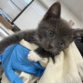 Habanero -  Domestic Short Hair Cat for Adoption in Newark, New Jersey - Habanero | PetCurious