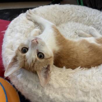 Finn - Costa Mesa Location ** Available Tuesday, 10/20 -  Domestic Short Hair Cat for Adoption in Chino Hills, California - Finn - Costa Mesa Location ** Available Tuesday, 10/20 | PetCurious