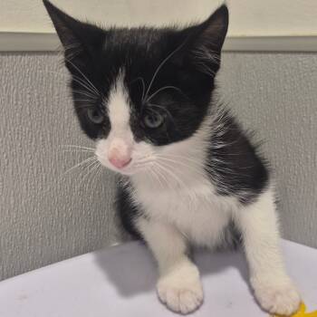 Rescue Domestic Short Hair Cats for Adoption in Tampa, Florida - Oliver | PetCurious