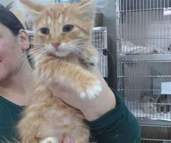 COPPER -  Domestic Medium Hair Cat for Adoption in Salinas, California - COPPER | PetCurious