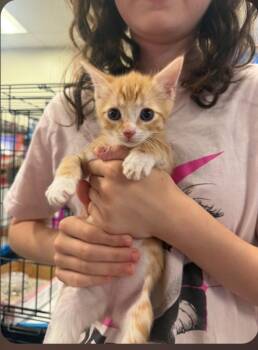 Tanner -  Domestic Short Hair Cat for Adoption in San Jacinto, California - Tanner | PetCurious