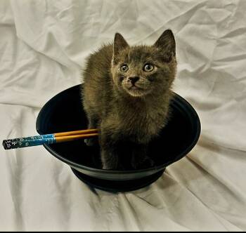 Rescue Russian Blue Cats for Adoption in Cary, North Carolina - Miso | PetCurious